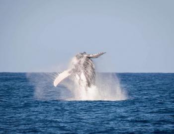 humpback whale watching on kauai