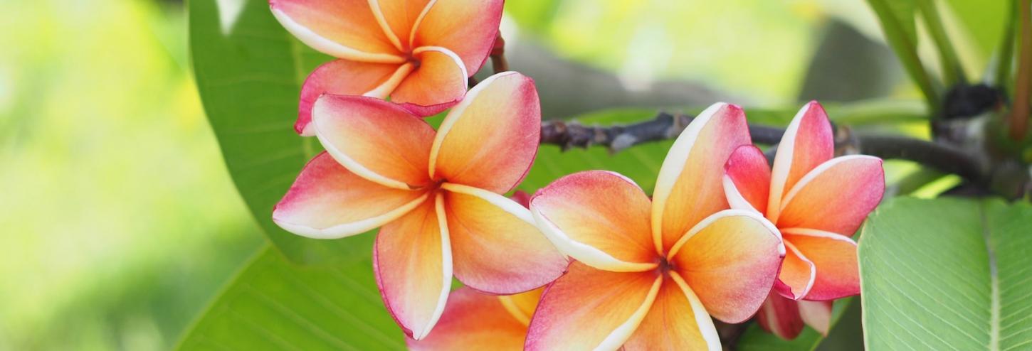 Kauai Plumeria Flowers