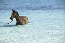 horse-in-bright-blue-crystal-clear-water