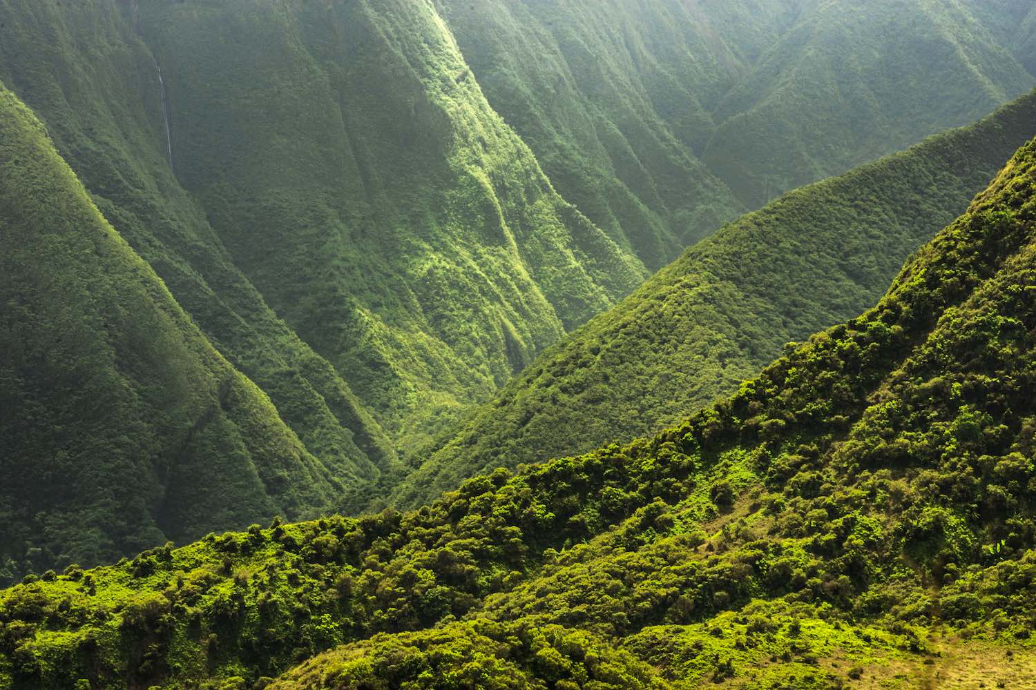 Green Jungle On Hawaii